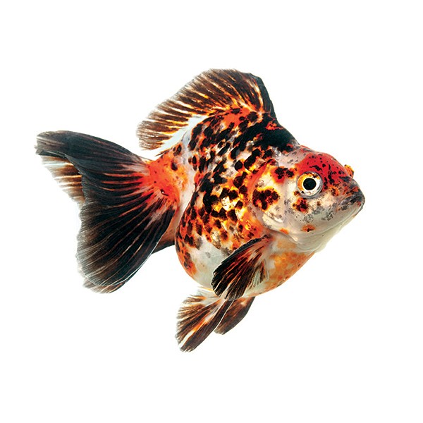 PESCE ROSSO RYUKIN