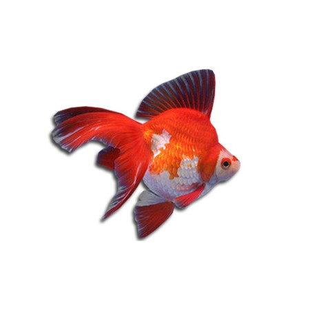 PESCE ROSSO RYUKIN